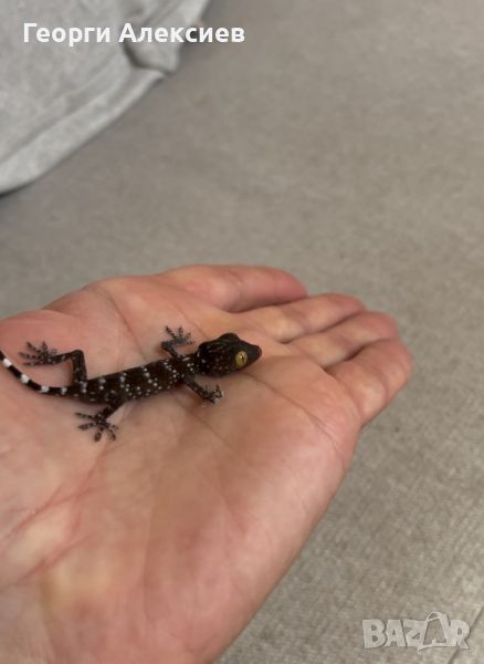 Tokay Gecko, снимка 1