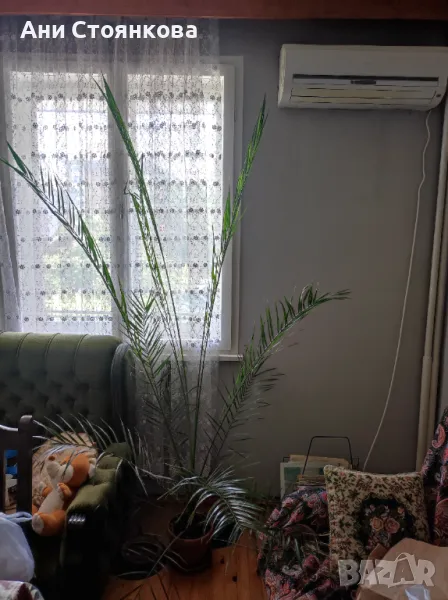 Палма, снимка 1