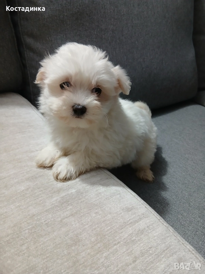 Продавам малко кученце малтийска булонка , снимка 1