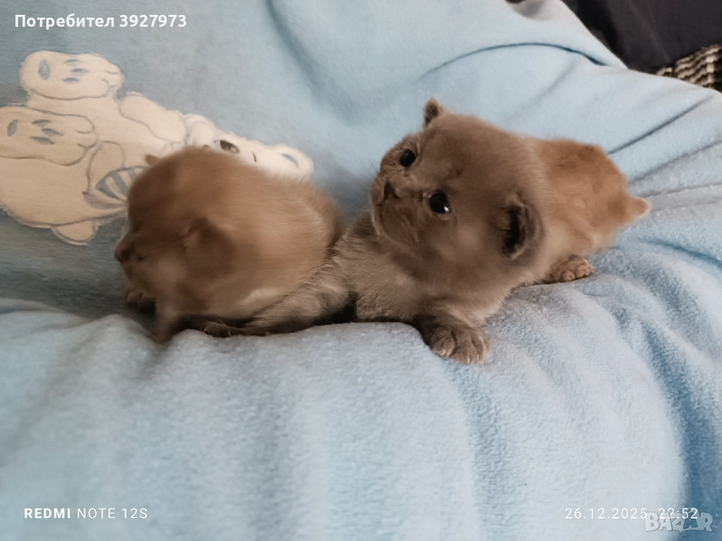 Прекрасни британски котета , снимка 1