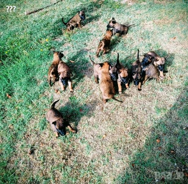 Белгийски овчарки , снимка 1