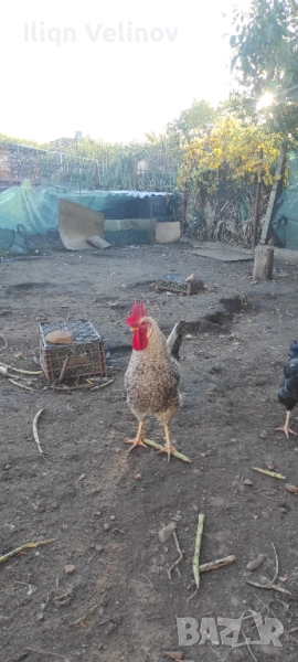 Петли Легбар Крем , снимка 1