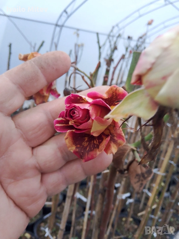 Щамбови рози , снимка 1