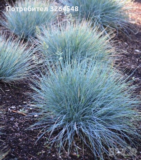 Фестука, синя трева / Festuca glauca, снимка 1