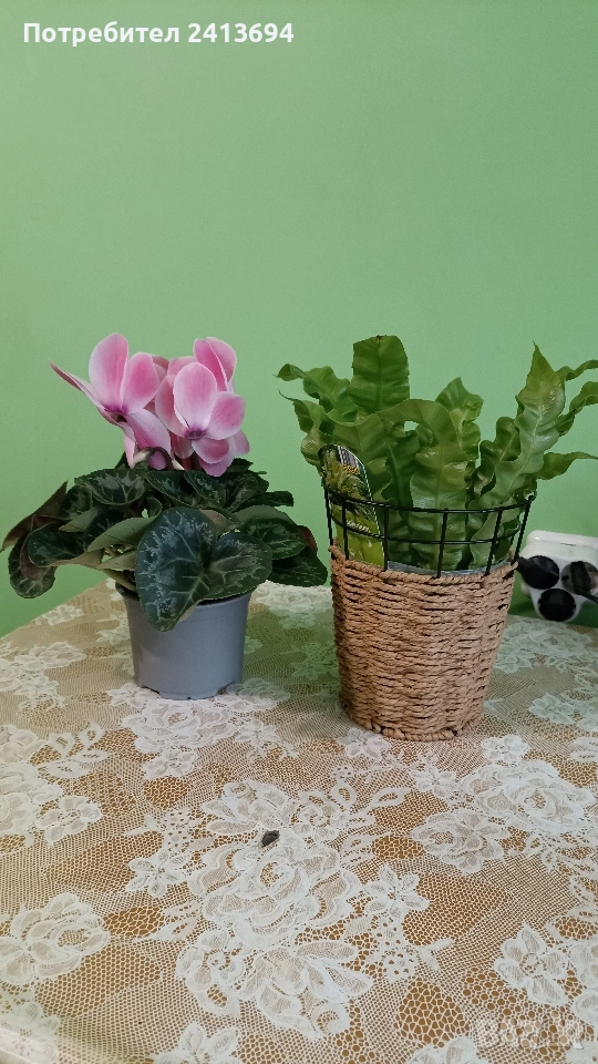 асплениум в кашпа + циклама (едра), снимка 1