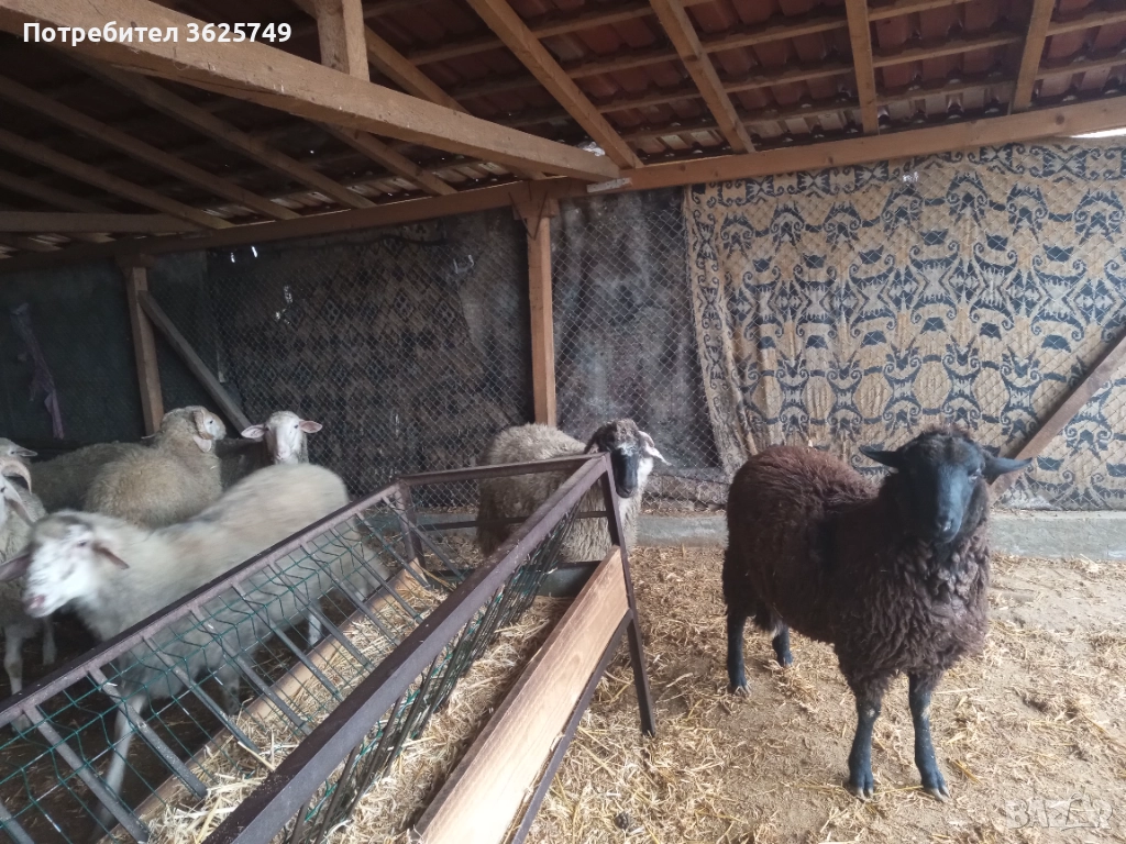 мъжки шилета, снимка 1