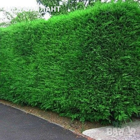 Кипарис Лейланд /Cupressosyparis leylandii, снимка 1