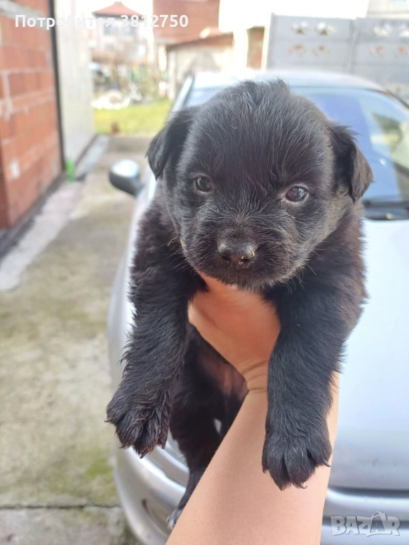 Подарявам кученце, снимка 1