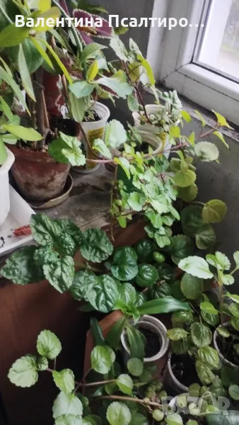 Плектрантус , снимка 1