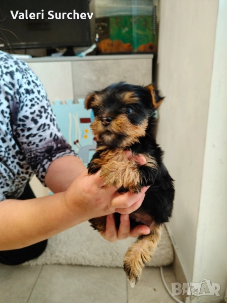 йоркширски териер , снимка 1