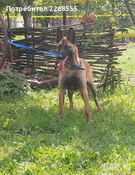 Белгийски овчарки малиноа, снимка 1