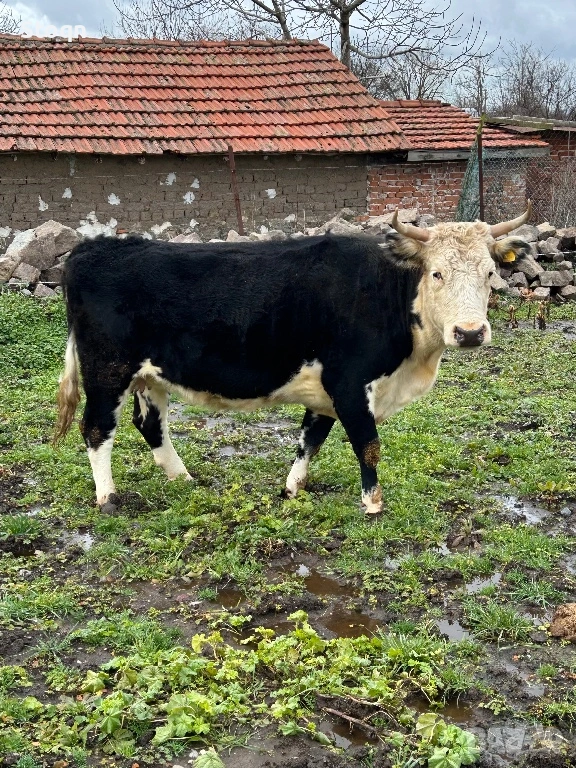 Продавам 3 Крави, снимка 1