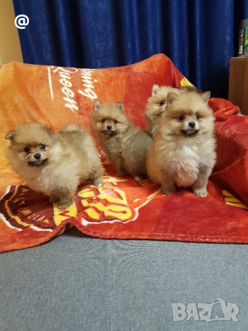 Померан померанчета Гр София снимки от днес 05.12.2025г, снимка 4 - Померан - 52665950