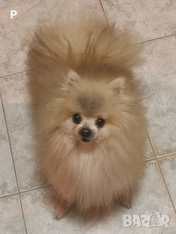 Продавам померан, снимка 4 - Померан - 51447217
