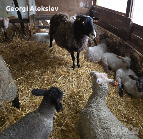 20 броя млади овце от месодайни породи, снимка 9 - Овце - 53854265