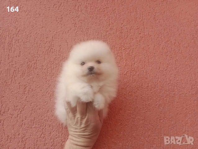 Померани. Момиче и момче. Реални снимки от 08.02.26 г, снимка 7 - Померан - 53316084