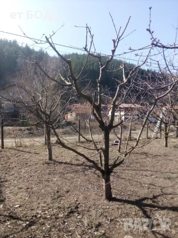 Рязане на дървета и клони, снимка 2 - Други услуги - 53281818