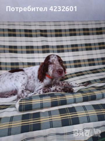 Английски сетер, снимка 1