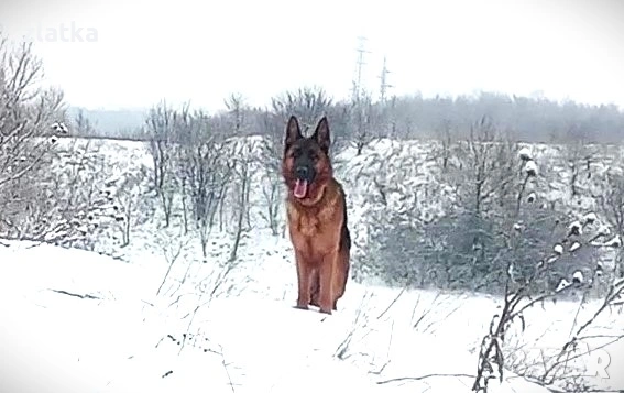 Продавам немска овчарка