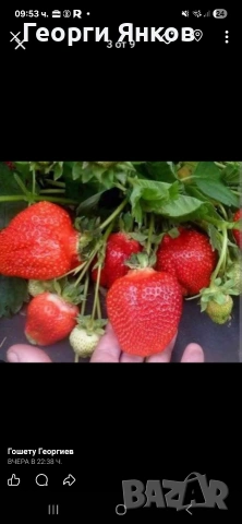 Ягоди, снимка 2 - Разсади - 53651366