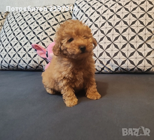 Малтипу , снимка 9 - Пудели - 53143511