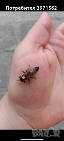 Отводки и пчелни майки, снимка 2 - За пчели - 52973641