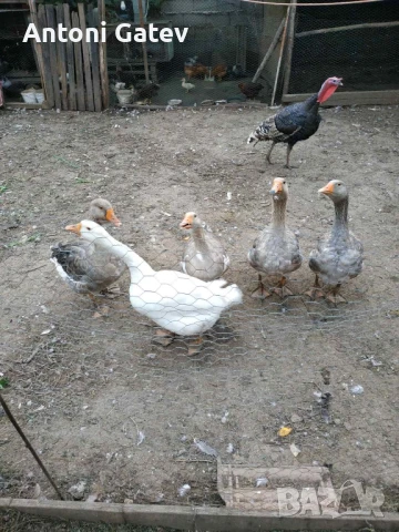 Млади Гъски 2 мъжкаря и 3 женски , снимка 1