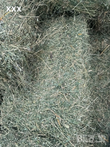 Продавам Бали люцерна перфектно качество , снимка 2 - За селскостопански - 52884266
