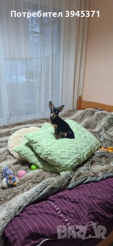 Мини чихуахуа на 9 месеца , снимка 2 - Чихуахуа - 53766897