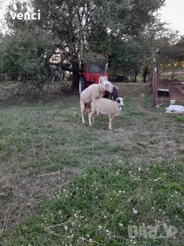 Продавам млад Овен Асаф, снимка 5 - Овце - 52215099