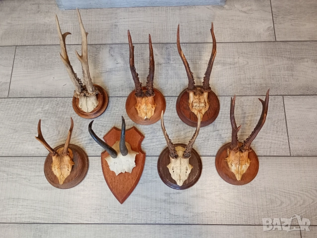 Трофей рога от сръндак и дива коза  , снимка 2 - Антикварни и старинни предмети - 52020554