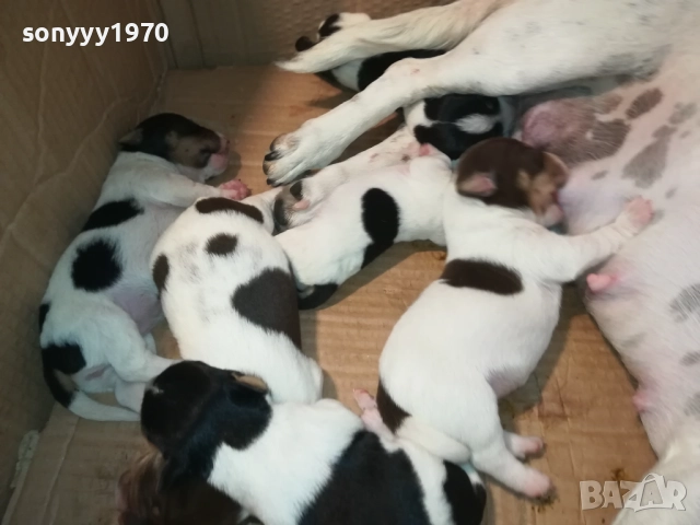 ДЖАК РЪСЕЛ-КУЧЕНЦА 2208250727, снимка 15 - Джак ръсел териер - 51449340