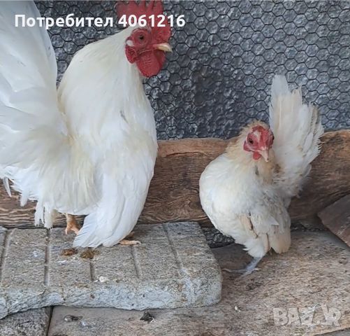 Чифт Серама  и мъжки каки кембел , снимка 3 - други­ - 46697369