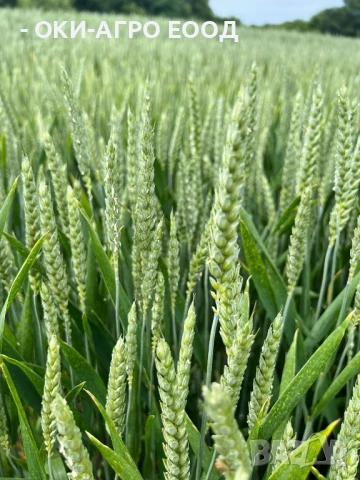 Фуражи / Зърна - Пакетирано / Насипно - Големи и малки количества, снимка 6 - Други стоки за животни - 50679841