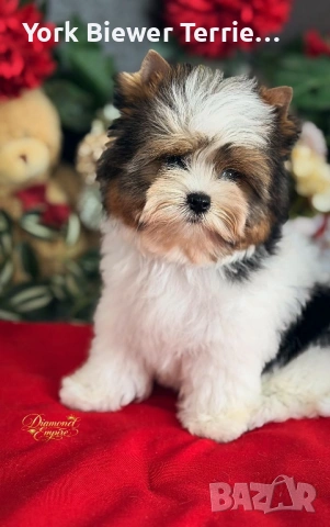 Йоркширски Териер! Мини Момче с родословие за отговорно семейство 
