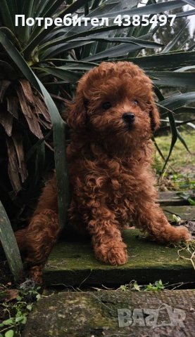 Кученца Пудел мъжко и женско , снимка 6 - Пудели - 53232379