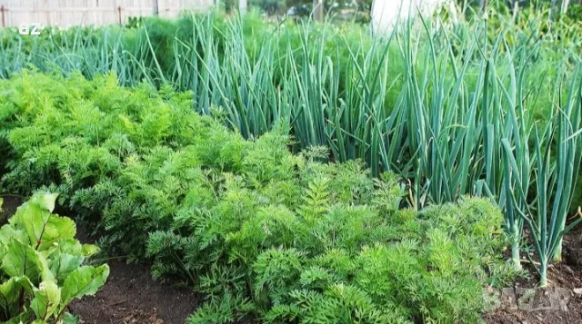 копър, снимка 2 - Сортови семена и луковици - 49747097