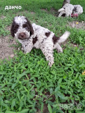 Lagotto Romagnolo, снимка 3 - Шпаньоли - 45942183