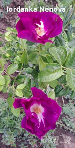 Роза, снимка 1 - Градински цветя и растения - 45462899