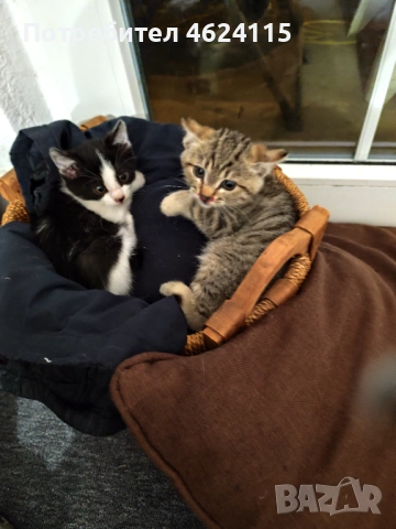 Подаряваме две котета на три месеца, снимка 1