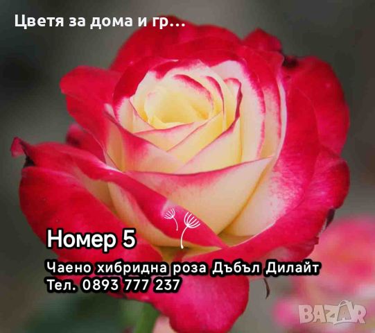 Чаено хибридни рози, снимка 2 - Разсади - 46802274