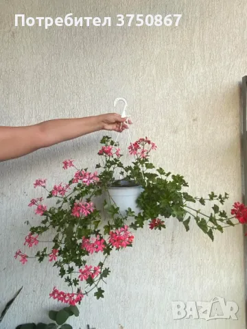 Сакъзче (висящото мушкато)/Pelargonium peltatum, снимка 1