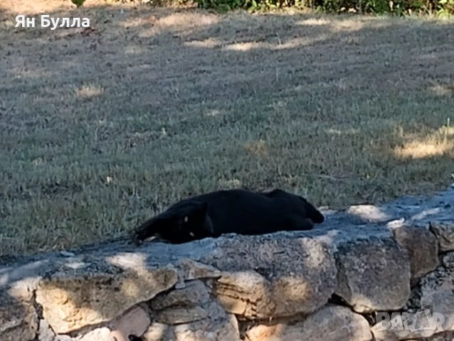 Продава се къща от собственика, снимка 12 - Къщи - 50268407