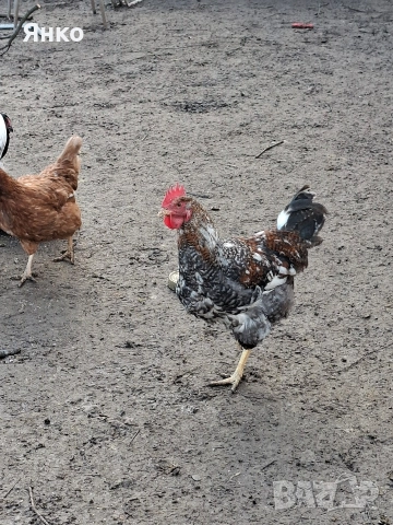 Домашни петли, снимка 3 - Кокошки и пуйки - 52912712