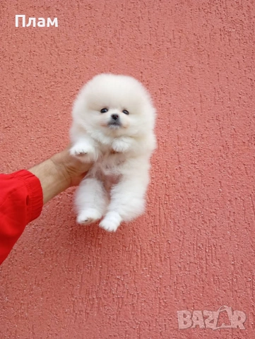 Бяло мини момиченце. Померан. Реални снимки!, снимка 3 - Померан - 54170036