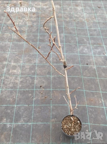 Голо Киви , снимка 2 - Градински цветя и растения - 53927449