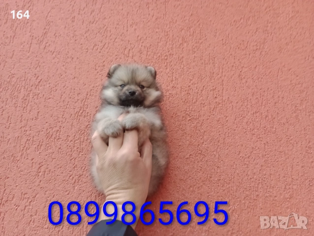 Мъжки Померани. Снимки от 18.02.26 г. , снимка 2 - Померан - 53523431