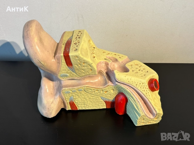 Соц Анатомичен Модел на Човешко Ухо, снимка 2 - Антикварни и старинни предмети - 51676648