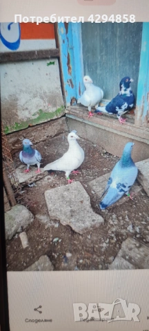 Подарявам гълъби , снимка 2 - Гълъби - 53841523