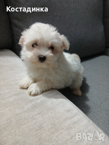 Продавам малко кученце малтийска булонка 